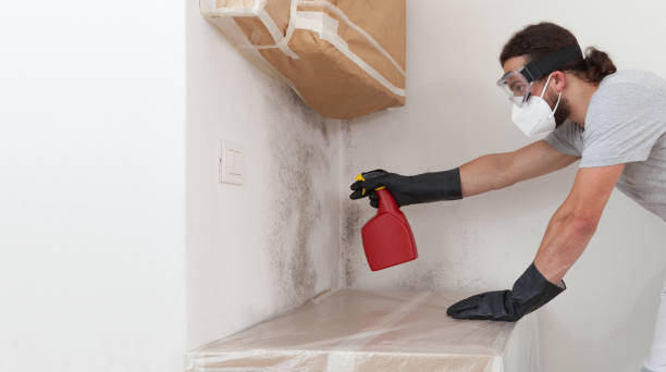 Professional Basement Mold Removal technician working in Livingston, TX