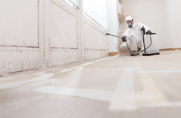 24/7 Emergency Basement Mold Removal experts in Livingston, TX